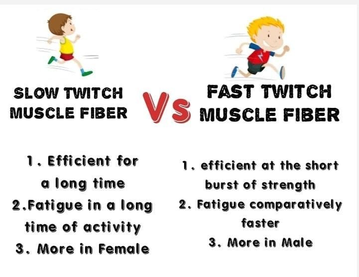 Slow Twitch vs Fast Twitch